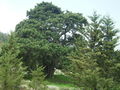 Αιωνόβιο κυπαρίσσι στο δάσος της Χαλεύκας