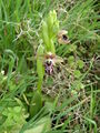 Μελισσάκι (Ophrys kotschyi) στο δάσος της Χαλεύκας